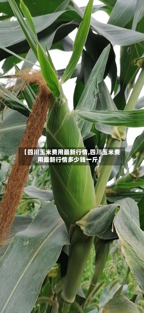 【四川玉米费用最新行情,四川玉米费用最新行情多少钱一斤】