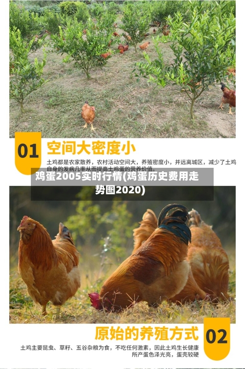 鸡蛋2005实时行情(鸡蛋历史费用走势图2020)