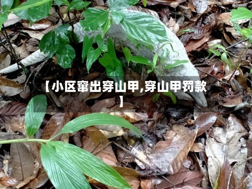 【小区窜出穿山甲,穿山甲罚款】-第3张图片