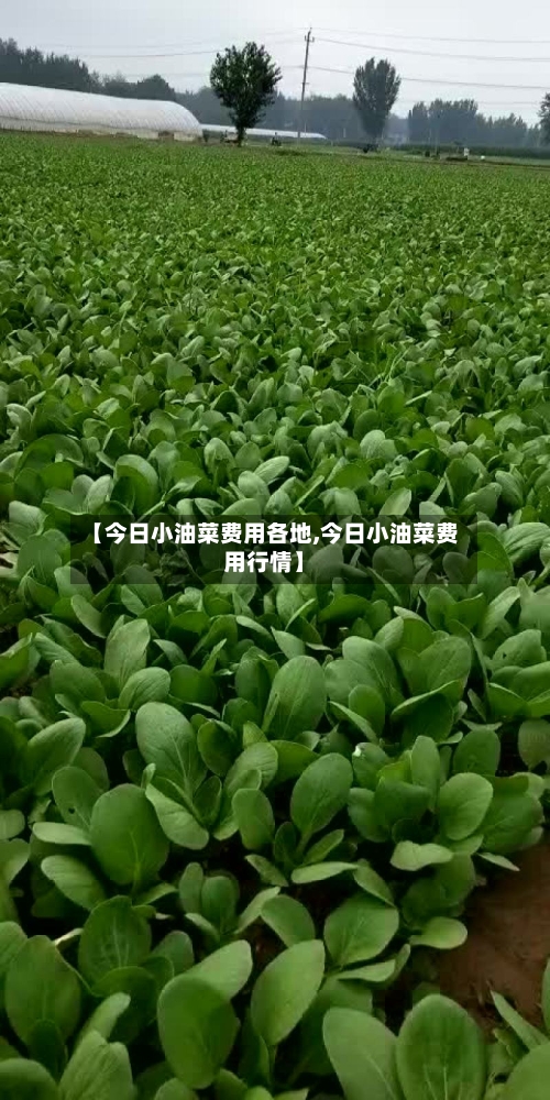 【今日小油菜费用各地,今日小油菜费用行情】
