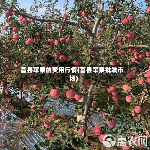 富县苹果的费用行情(富县苹果批发市场)