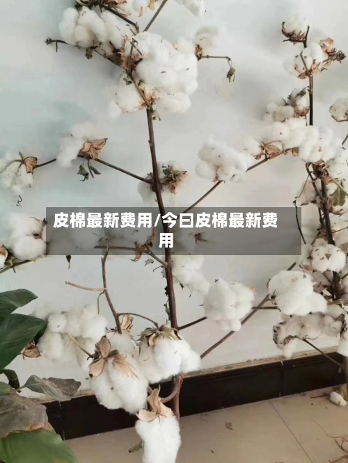皮棉最新费用/今曰皮棉最新费用