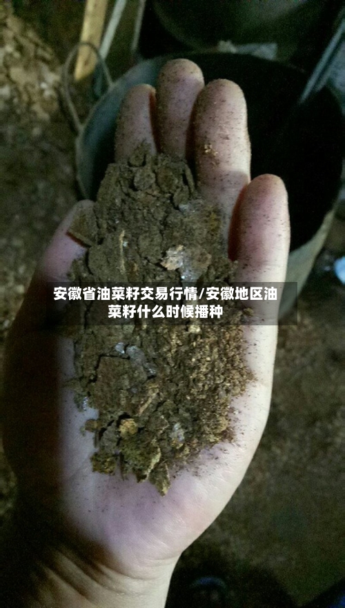 安徽省油菜籽交易行情/安徽地区油菜籽什么时候播种