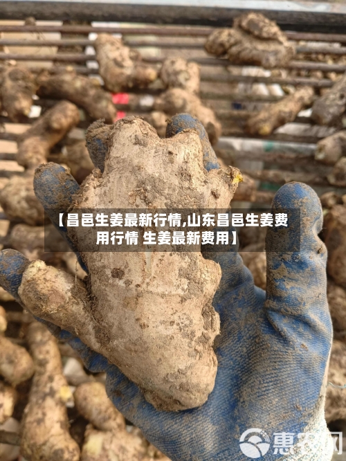 【昌邑生姜最新行情,山东昌邑生姜费用行情 生姜最新费用】