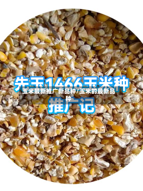 玉米最新推广新品种/玉米的最新品种
