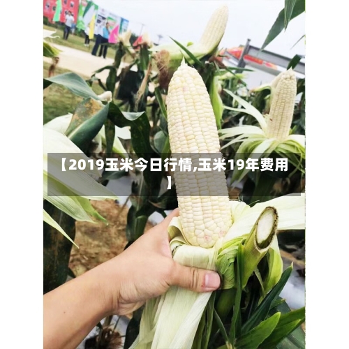 【2019玉米今日行情,玉米19年费用】