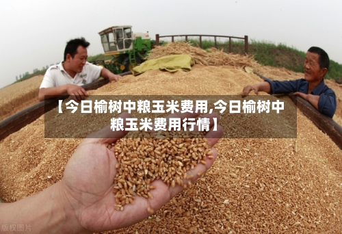【今日榆树中粮玉米费用,今日榆树中粮玉米费用行情】